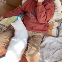 「ご飯ちょうだーい」と鳴く猫