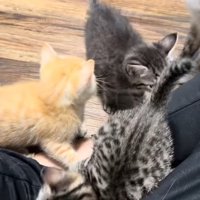 飼い主に群がる猫たち3