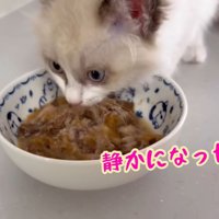 テロップ「静かになったでちゅ」