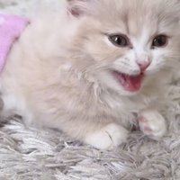 鳴いている猫の写真%%