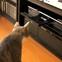 DVDレコーダーに近づく猫