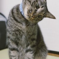 首を傾げる猫