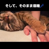 人の手に前足をのせて目を細める猫