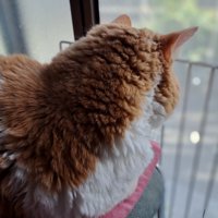 クッションに座って外を眺める猫の後ろ姿