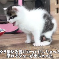 思わずシャー