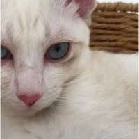 横になっている猫