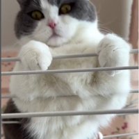 洗濯物干しの上にいる猫