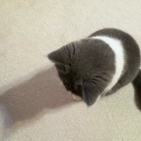 座って床を見ている猫