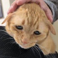 撫でられている猫