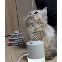 加湿器と猫