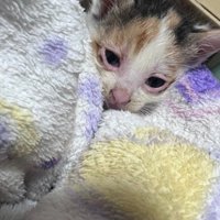 生後2週間の子猫