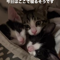 ハンモックにいる3匹の子猫