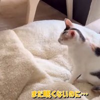 ベッドの上に座るしぐれちゃん
