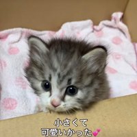 保護した子猫