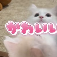 鏡の前で遊ぶ猫の写真3