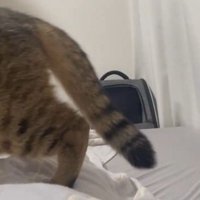 再び踏んで通るみにらくん