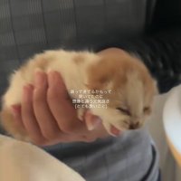 手の上で鳴く子猫
