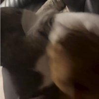 ケンカをしている猫たち