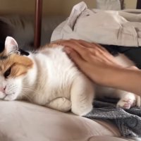 お腹をなでなで