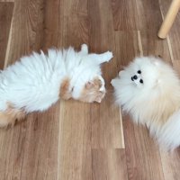 寝転がるふたり