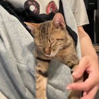 抱っこ紐の中で前足をなでられている猫