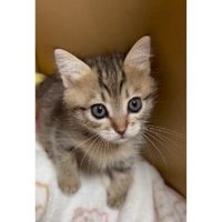 ダンボールに入っている子猫