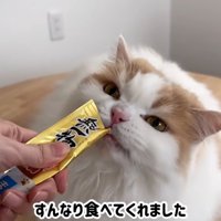 おやつを食べる猫