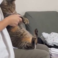 膝の上に乗った猫の前足を振る女性