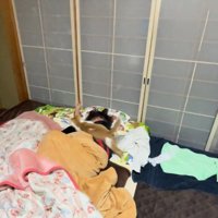 ジャンプする猫