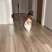 おもちゃを咥えてゆっくり飼い主のほうへ歩いてくる猫