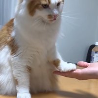 お手をしている猫