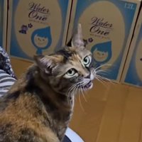 震えながら鳴き声をあげる猫