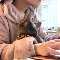 体勢を変える猫