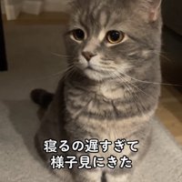 お座りをして画面左側に視線を向ける猫（アップ）
