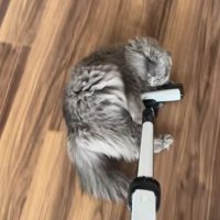 掃除機のヘッド中央に顔を寄せる猫