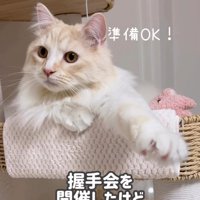 前足を伸ばす猫