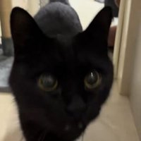 向かって斜め右上を見つめる猫のアップ
