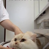 飼い主にシャワーをかけられる猫