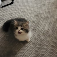 ママさんの呼び掛けに返事する子猫