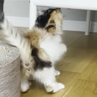 タグ咥え左にお尻をむける猫