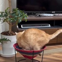 ハンモックに入る猫