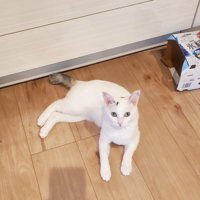 寝そべる猫