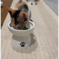 キッチンにいる猫たち