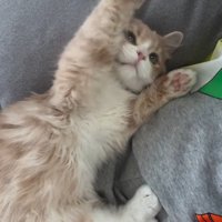 遊んでいる猫