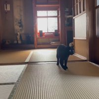 少し横を向いた姿