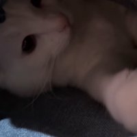 飼い主さんを見る猫