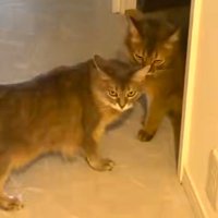寄り添う2匹の猫