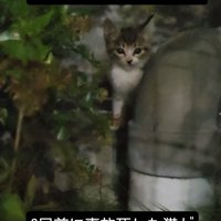 キジ白の子猫