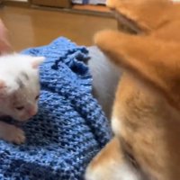 子猫と柴犬