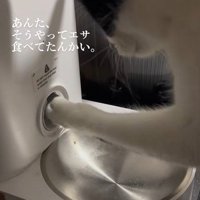 自動給餌器の穴に手をつっこむ猫